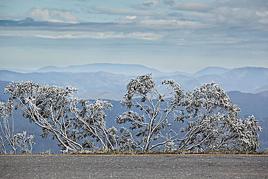 风景,树,遮盖,雪,山,背景,维多利亚,澳大利亚