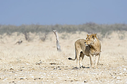 狮子,雄性,站立,草地,埃托沙国家公园,纳米比亚,非洲