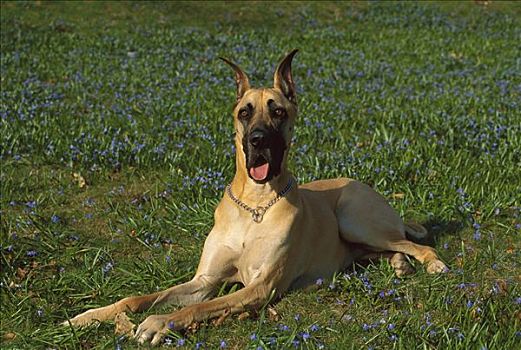 大丹犬,狗,野花