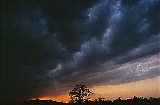 季风,云,上方,孤木,力量,可怕,色调,中央邦,印度