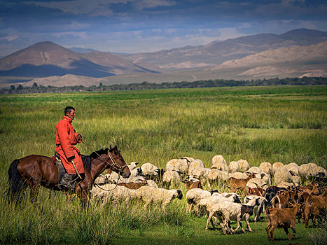 游牧,骑乘,骑马,山羊,绵羊,蒙古,亚洲