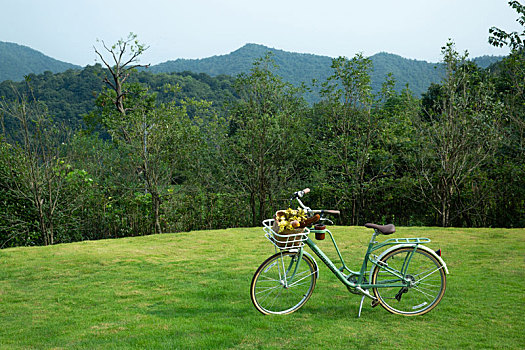 绿色草地上的自行车