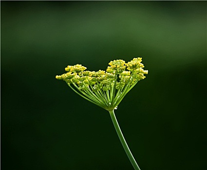 茴香,头状花序