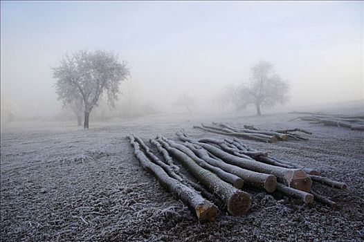 霜冻,木材场,巴登符腾堡,德国,欧洲