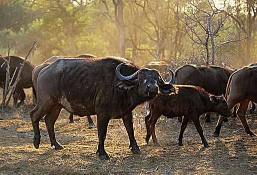 南非水牛,非洲水牛,克鲁格国家公园,南非,非洲