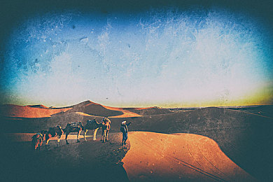 阿拉伯骆驼图片