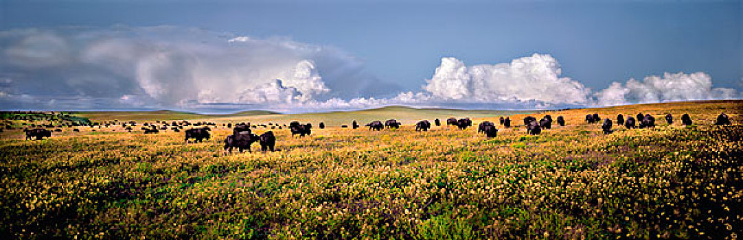 美洲野牛,野牛,牧群,放牧,混合,草,草原,靠近,南达科他