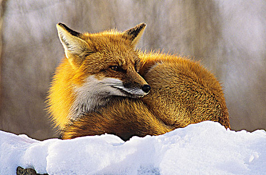 红狐,雪堤,萨德伯里,安大略省,加拿大