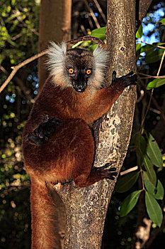 黑狐猴,诺西空巴,马达加斯加,非洲
