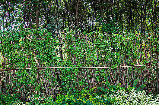 被绿色植物覆盖的围栏