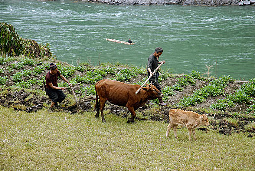 云南怒江峡谷福贡县的农民在怒江边耕种