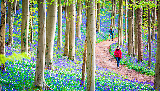 山毛榉,树林,比利时,满,蓝色,花