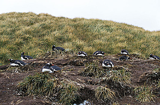 巴布亚企鹅,企鹅,阿德利企鹅属,巴布亚岛,巢,利文斯通,岛屿