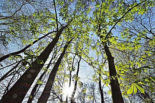 栗子树,叶子,太阳,春天,奥登瓦尔德,黑森州,德国