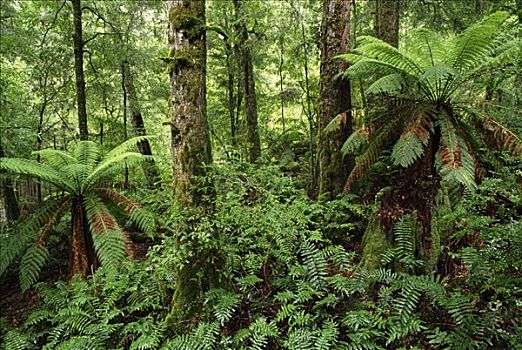 温带雨林,桉树,南方,山毛榉,亚拉山国家公园,维多利亚,澳大利亚
