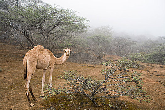 单峰骆驼,骆驼,雾林,保护区,也门