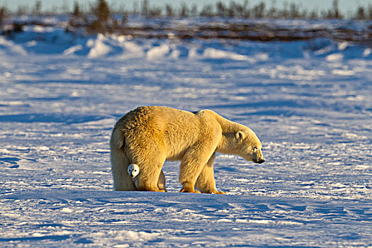 北极熊,母兽,幼兽,瓦普斯克国家公园,曼尼托巴,加拿大