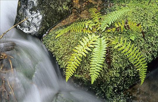 小溪,苔藓,垫,温带雨林,雷尼尔山国家公园,华盛顿,美国