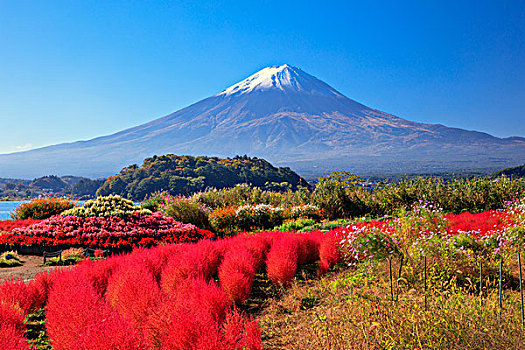 山,富士山,彩色,公园