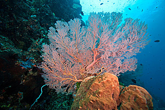 彩色,珊瑚,礁石,柳珊瑚目,印度尼西亚