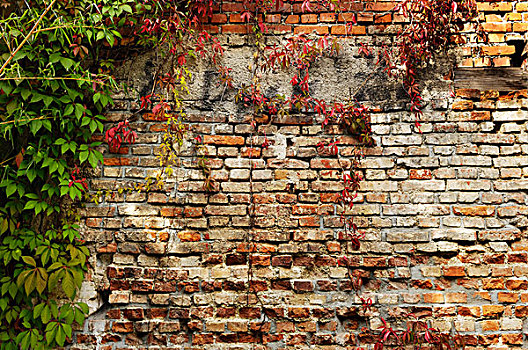 砖,墙壁,弗吉尼亚,藤蔓植物,五叶,常春藤,慕尼黑,巴伐利亚,德国,欧洲
