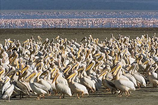 白鹈鹕,紧,大量,湖,岸边,纳库鲁湖国家公园,肯尼亚