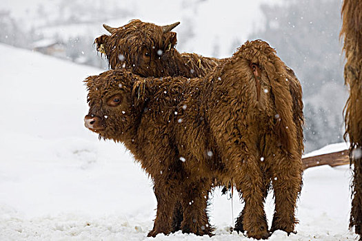 高原牛,幼兽,暴风雪,北方,提洛尔,奥地利,欧洲
