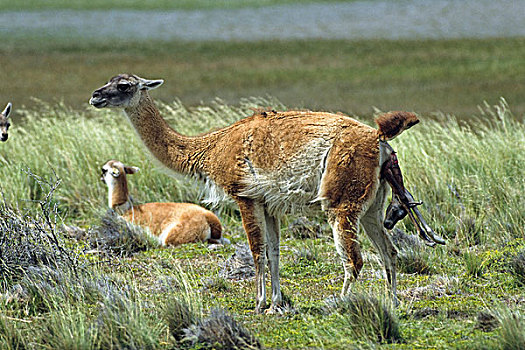 原驼,生育,托雷德裴恩国家公园,巴塔哥尼亚,智利