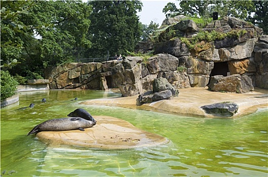 海豹,动物园