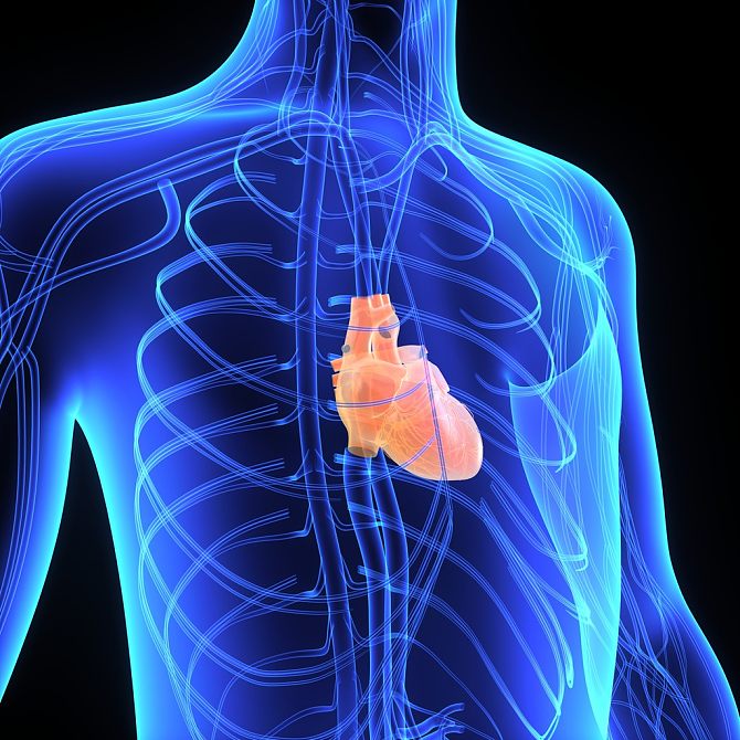 心脏,身体部位_高清图片_全景视觉