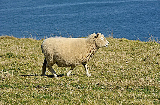 生活,绵羊,正面,海洋,陶兰加,北岛,新西兰