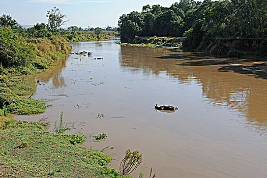 马拉河,马赛马拉,肯尼亚,非洲