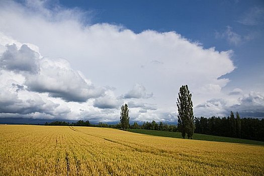 麦田,白杨