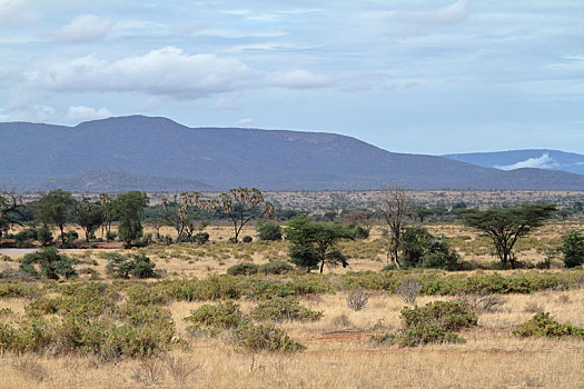 非洲,大草原,肯尼亚