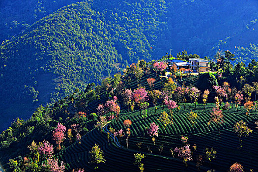 南涧无量山樱花谷