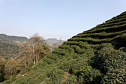 中国最古老的龙井茶树图片