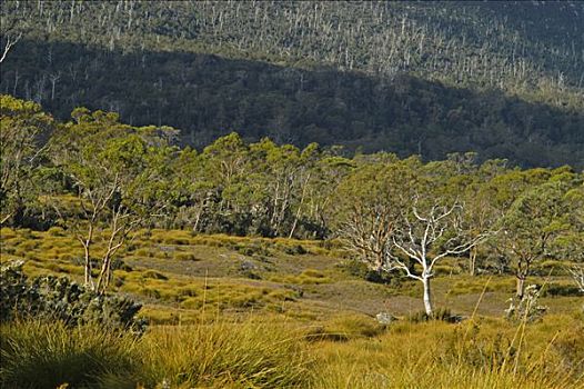 树,奥弗兰,摇篮山,国家公园,塔斯马尼亚,澳大利亚