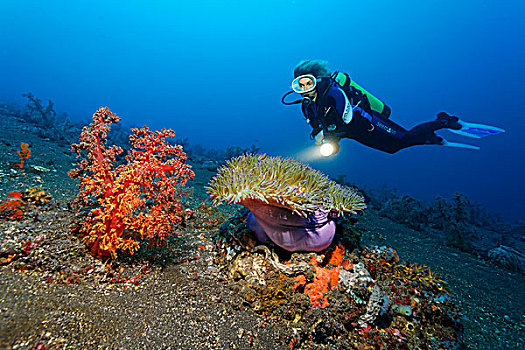 水下,景色,大,软珊瑚,华美,海葵,公主海葵,潜水,巴厘岛,印度尼西亚,太平洋