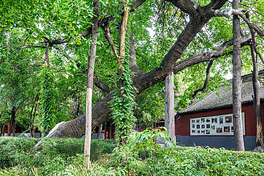 中国河南省洛阳市白马寺景区古树