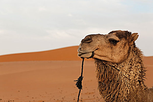 单峰骆驼,阿拉伯,骆驼,肖像,沙子,沙丘,艾尔芙,摩洛哥,撒哈拉沙漠,北非,非洲