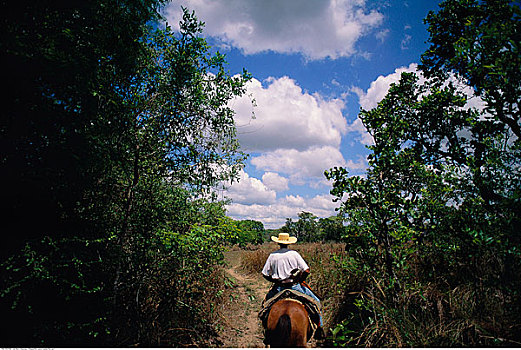 人,骑,马,小路,宽吻鳄,潘塔纳尔,巴西,南美