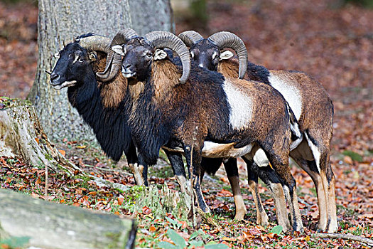 欧洲盘羊,野生动植物园,莱茵兰普法尔茨州,德国,欧洲
