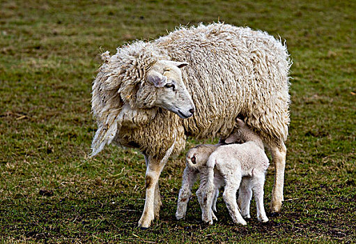 母羊,北海,北方,弗里斯兰省,德国,欧洲