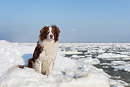 博德牧羊犬,坐,浮冰,海洋,德国