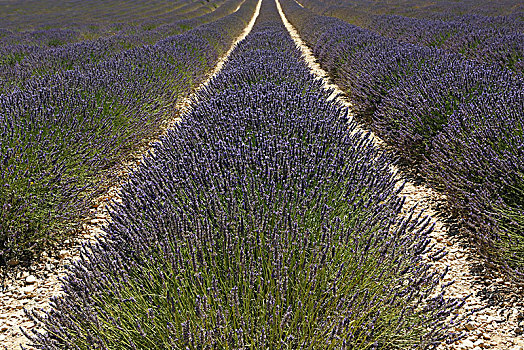 薰衣草种植区,瓦伦索高原,瓦伦索,法国
