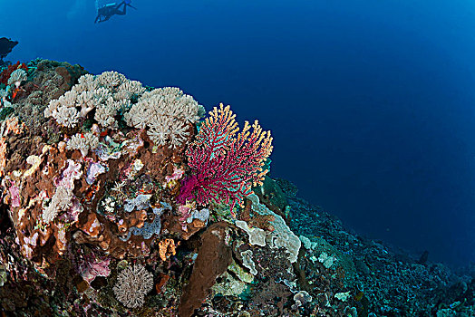 潜水,柳珊瑚目,巴厘岛,印度尼西亚