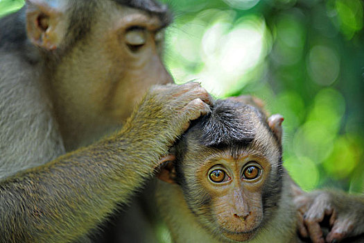 malaysia,borneo,sepilok,southern,pig-tailed,macaque,macaca,nemestrina,adult,female,with,baby,in,primary,rainforest,lousing