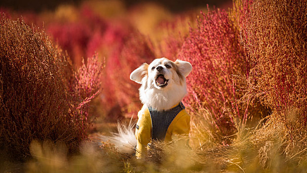 中华田园犬的地肤草外拍