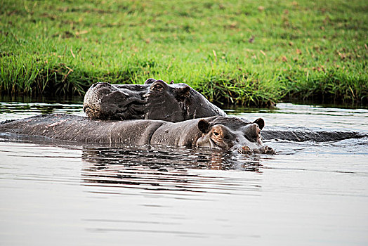 河马,打滚,水中,乔贝国家公园,博茨瓦纳
