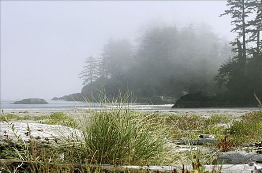 海滩,植被,海岸,室内,环太平洋国家公园,温哥华岛,不列颠哥伦比亚省,加拿大